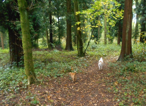 Jaffa and Poppy in woods