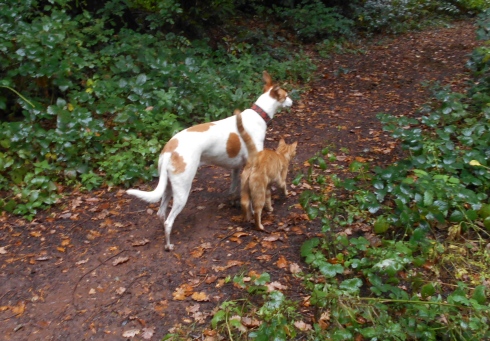 Poppy and Jaffa in woods